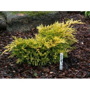 Borievka prostredná (Juniperus media) ´KING OF SPRING´ - výška 20-40 cm, ⌀ 20-40 cm, kont. C5L